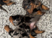 Dachshunds Tweenies boys and girl