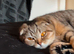 Stunning Female Scottish Fold