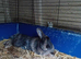 Lionhead rabbits Tamworth