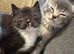 4 Stunning Siamese Mixed Kittens