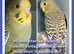Beautifully Coloured Baby Budgies for pets from &pound;50