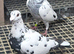Racing pigeons Grizzle
