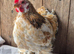 Pekin bantam cockeril
