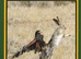 The harris's Hawk  Revolution book