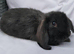 Cute French x Mini Lop kits looking for new homes