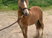 Stunning cob filly