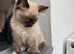 Beautiful ragdoll kittens