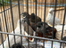 Male button quail
