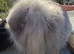 Medium size male lops x