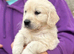 Beautiful golden retriever babies