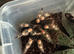 A Smithi, a Red Knee and a White Knee spider for sale