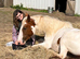 Harley 16.3hh ISH x Cob