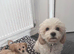 Ready now Cavapoochon pups