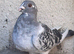 6 pairs of Syrian pigeons for sale