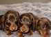 mini dachushund 3 males