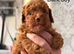 Stunning red toy poodle puppies