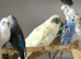 2 Kakarikis