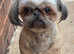 Stunning kc tiny boy brindle imperial shih tzu