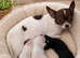 Chihuahuas for sale
