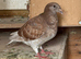 Pigeon for sale