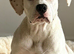 Female puppy