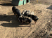 Kune kune pig sow and 5 gilts