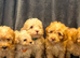 Toy poodles ready now