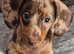 Chocolate & tan miniature Dachshund girl