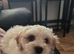 Adorable Male Cavapoo x Bichon Frise Puppy (Cavachon)