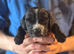 Beautiful working Cocker Spaniel puppies