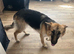 Honey for rehome