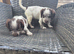Cocker spaniels