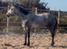Two registered Connemara mares
