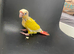 Cockatiel and conure chicks are ready to head to their new homes.