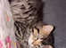 2 Maine coon xl kittens