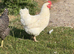 Laying Hens