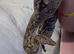 Male anery 100% sharp albino boa
