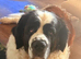 Male Saint Bernard