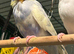 young budgies available Wa7 area
