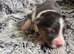 Border collie x papillon puppies