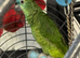 Blue fronted Amazon