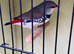 Zebra finches All different colours ready now