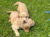 Cocker spaniel puppies