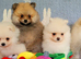 Pomeranian puppies for sale KCreg