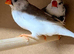 Pied Zebra Finches