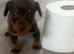 Miniature Dachshund