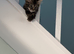 Maine coon female kitten cross