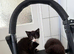 8 week old cross bred kittens