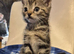 8 week old kittens