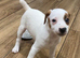 Jack Russell bitch for sale